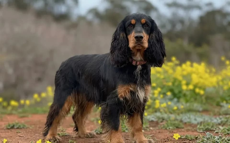Cocker Spaniel Inglés en el campo