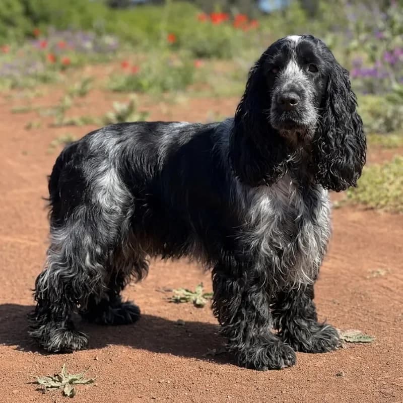 Cocker Spaniel Inglés ruano