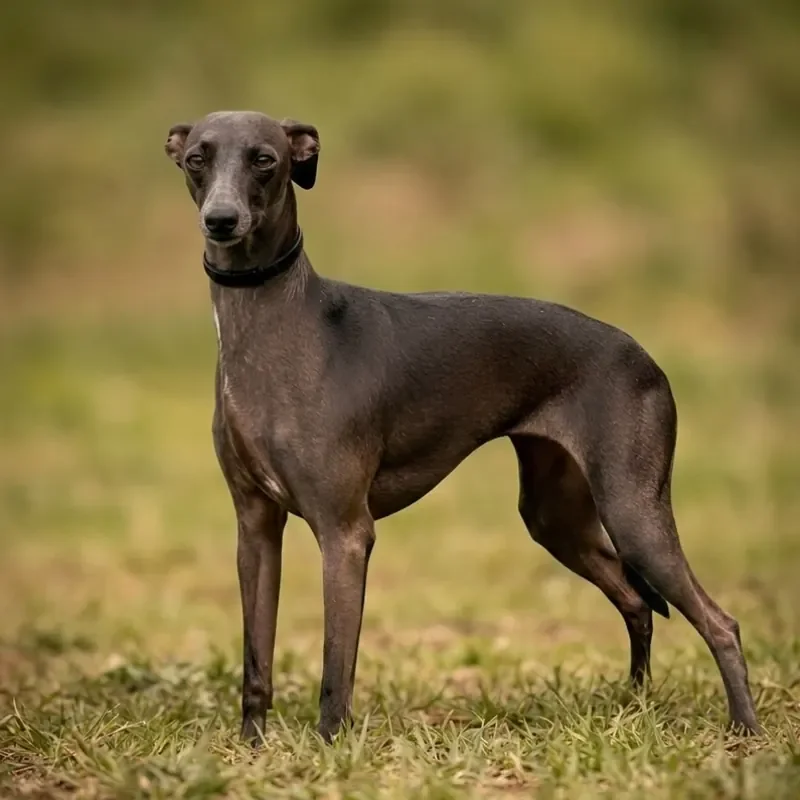 Galgo Italiano de pie en el campo