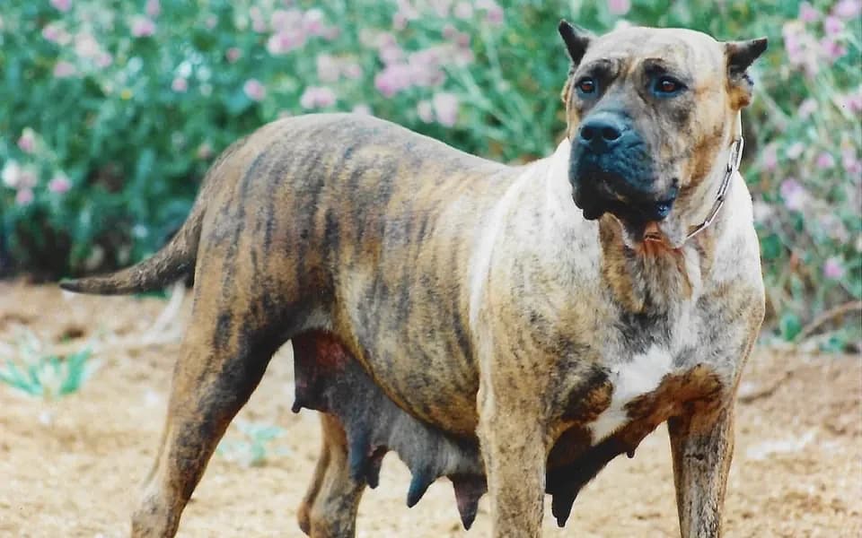 Presa Canario entre flores