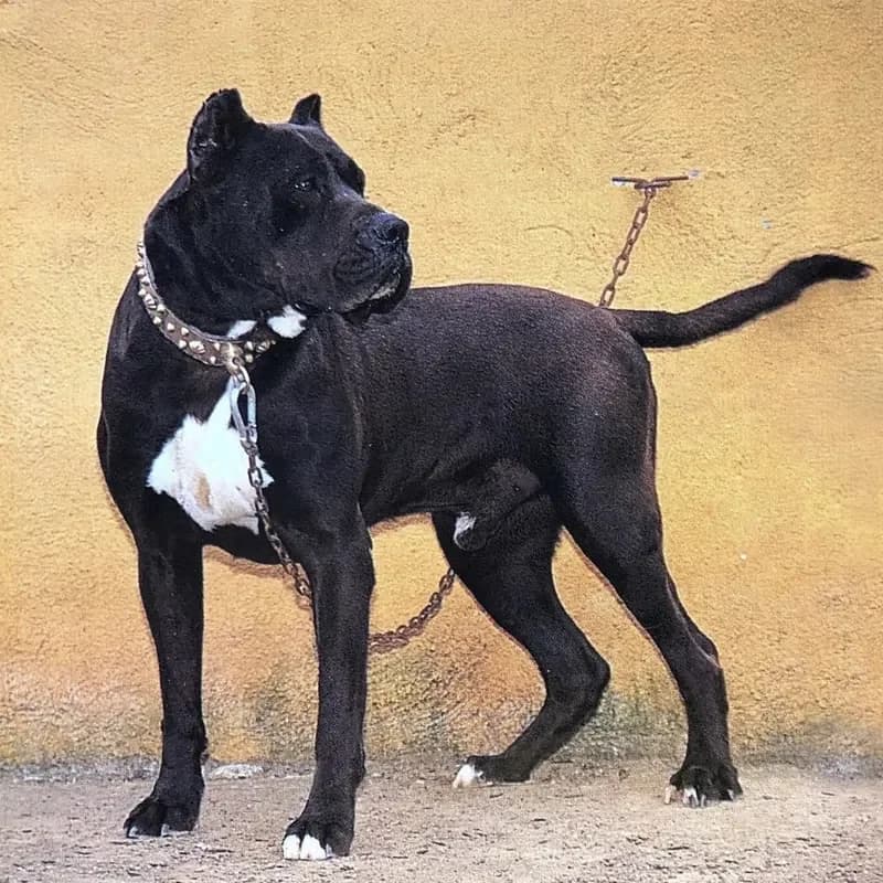 Presa Canario negro