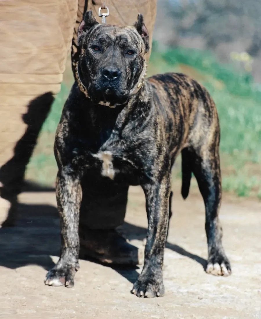 Presa Canario de Irema Curtó